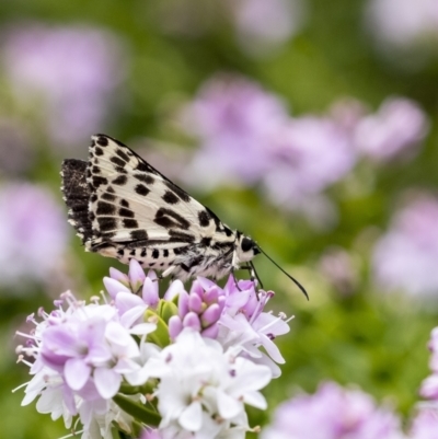 Hesperilla ornata (Spotted Sedge-skipper) at Penrose, NSW - 10 Dec 2022 by Aussiegall