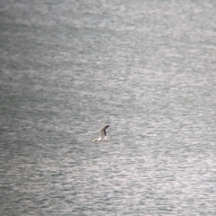 Morus serrator (Australasian Gannet) at East Geelong, VIC - 9 Dec 2022 by Darcy