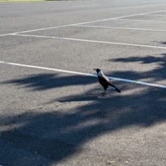 Gymnorhina tibicen (Australian Magpie) at Geelong, VIC - 9 Dec 2022 by Darcy