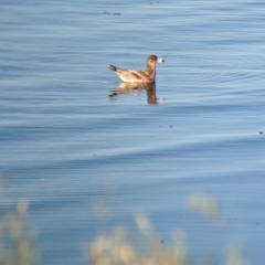 Larus pacificus (Pacific Gull) at East Geelong, VIC - 9 Dec 2022 by Darcy