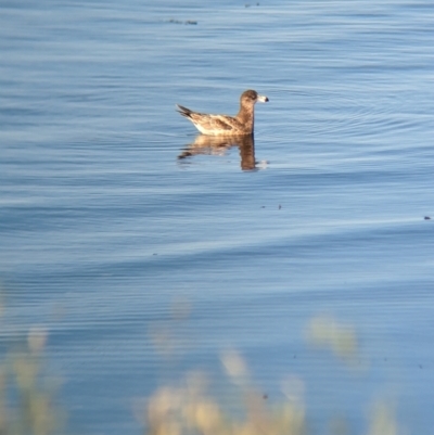 Larus pacificus (Pacific Gull) at East Geelong, VIC - 9 Dec 2022 by Darcy