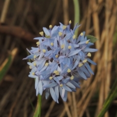 Brunonia australis (Blue Pincushion) at Bowning, NSW - 11 Dec 2022 by MichaelBedingfield