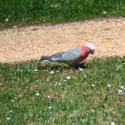 Eolophus roseicapilla (Galah) at Torquay, VIC - 10 Dec 2022 by Darcy