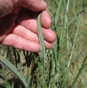 Senecio phelleus at Hawker, ACT - 11 Dec 2022