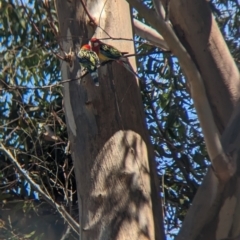 Platycercus eximius (Eastern Rosella) at Torquay, VIC - 10 Dec 2022 by Darcy