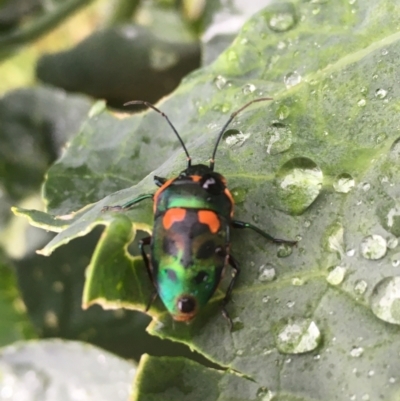 Scutiphora pedicellata (Metallic Jewel Bug) at Karabar, NSW - 11 Dec 2022 by Eland