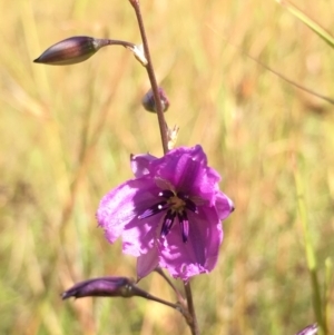 Arthropodium fimbriatum at Lower Boro, NSW - 10 Dec 2022 09:02 AM