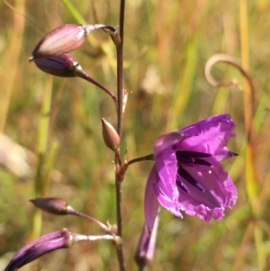 Arthropodium fimbriatum at Lower Boro, NSW - 10 Dec 2022 09:02 AM