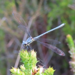 Griseargiolestes intermedius (Alpine Flatwing) at Paddys River, ACT - 11 Dec 2022 by MatthewFrawley