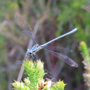 Griseargiolestes intermedius at Paddys River, ACT - 11 Dec 2022 10:16 AM