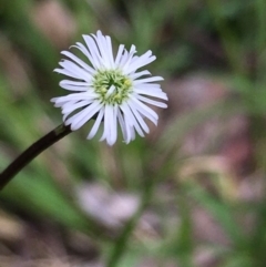 Lagenophora stipitata (Common Lagenophora) at Lower Boro, NSW - 10 Dec 2022 by mcleana