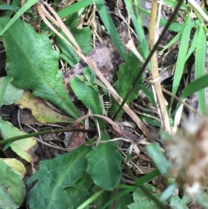 Lagenophora stipitata at Lower Boro, NSW - 10 Dec 2022