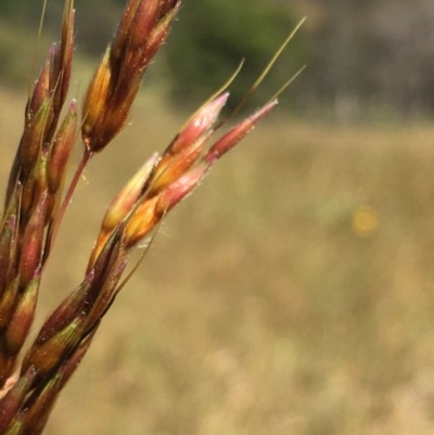 Sorghum leiocladum (Wild Sorghum) at Lower Boro, NSW - 10 Dec 2022 by mcleana