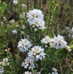 Epacris breviflora (Drumstick Heath) at Paddys River, ACT - 11 Dec 2022 by MatthewFrawley