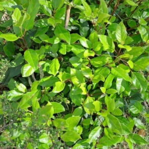 Viburnum tinus at Fadden, ACT - 9 Dec 2022 09:10 AM