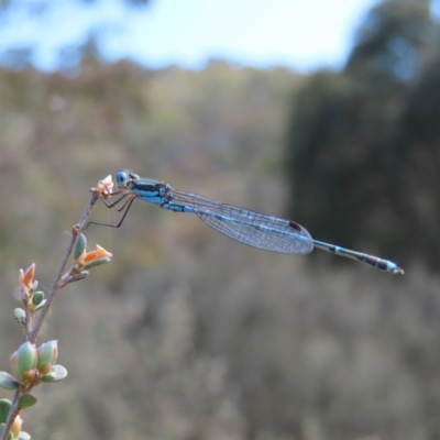 Austrolestes leda (Wandering Ringtail) at Paddys River, ACT - 11 Dec 2022 by MatthewFrawley