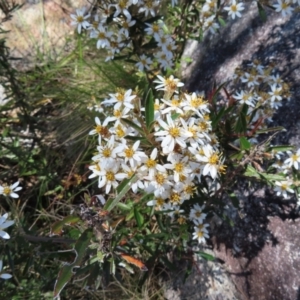 Olearia erubescens at Paddys River, ACT - 11 Dec 2022 10:31 AM