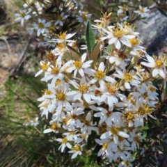 Olearia erubescens at Paddys River, ACT - 11 Dec 2022