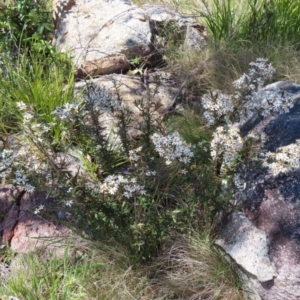 Olearia erubescens at Paddys River, ACT - 11 Dec 2022