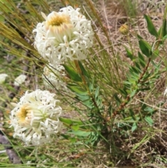 Pimelea treyvaudii (Grey Riceflower) at Paddys River, ACT - 11 Dec 2022 by MatthewFrawley