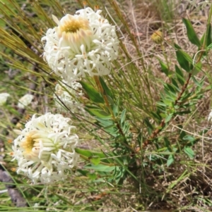 Pimelea treyvaudii at Paddys River, ACT - 11 Dec 2022 10:36 AM