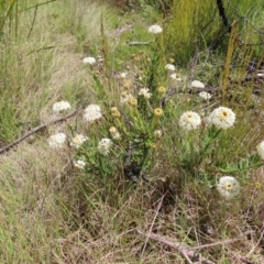 Pimelea treyvaudii at Paddys River, ACT - 11 Dec 2022 10:36 AM