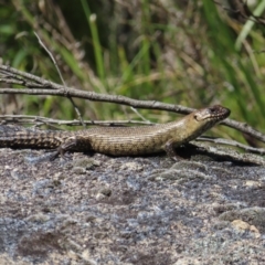 Egernia cunninghami (Cunningham's Skink) at Paddys River, ACT - 11 Dec 2022 by MatthewFrawley