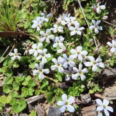 Lobelia pedunculata (Matted Pratia) at Paddys River, ACT - 11 Dec 2022 by MatthewFrawley