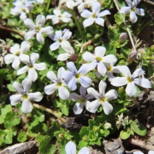 Lobelia pedunculata at Paddys River, ACT - 11 Dec 2022 10:41 AM