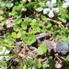 Lobelia pedunculata at Paddys River, ACT - 11 Dec 2022 10:41 AM