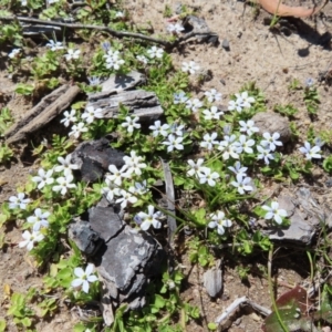 Lobelia pedunculata at Paddys River, ACT - 11 Dec 2022 10:41 AM