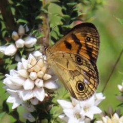 Heteronympha cordace (Bright-eyed Brown) at Paddys River, ACT - 10 Dec 2022 by MatthewFrawley