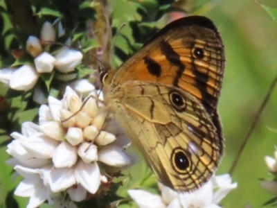 Heteronympha cordace (Bright-eyed Brown) at Paddys River, ACT - 10 Dec 2022 by MatthewFrawley