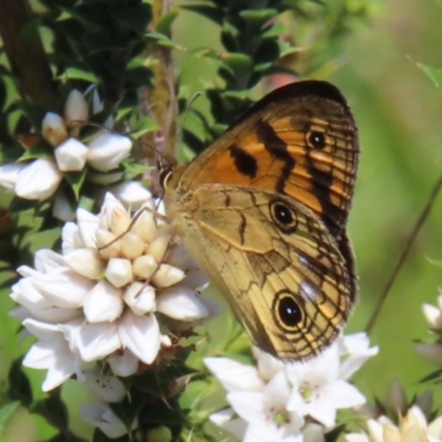 Heteronympha cordace (Bright-eyed Brown) at Paddys River, ACT - 11 Dec 2022 by MatthewFrawley