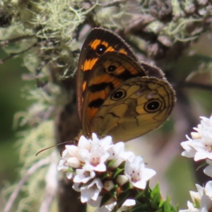 Heteronympha cordace at Paddys River, ACT - 11 Dec 2022 10:46 AM