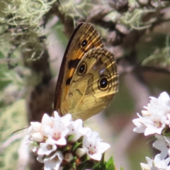 Heteronympha cordace at Paddys River, ACT - 11 Dec 2022 10:46 AM