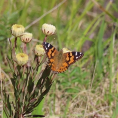 Vanessa kershawi (Australian Painted Lady) at Paddys River, ACT - 11 Dec 2022 by MatthewFrawley