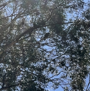 Callocephalon fimbriatum at Pearce, ACT - suppressed