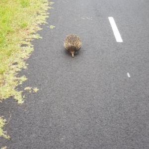 Tachyglossus aculeatus at Molonglo Valley, ACT - 12 Dec 2022