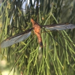 Leptotarsus (Macromastix) costalis (Common Brown Crane Fly) at Aranda Bushland - 10 Dec 2022 by rainer