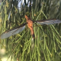 Leptotarsus (Macromastix) costalis (Common Brown Crane Fly) at Aranda Bushland - 11 Dec 2022 by rainer