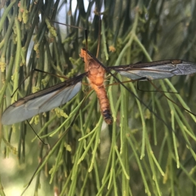 Leptotarsus (Macromastix) costalis (Common Brown Crane Fly) at Molonglo Valley, ACT - 11 Dec 2022 by rainer