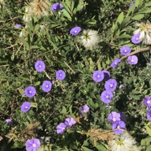 Convolvulus sabatius at Lawson, ACT - 10 Dec 2022 09:17 AM