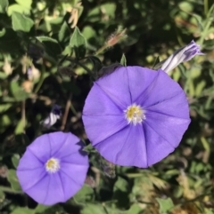 Convolvulus sabatius at Lawson, ACT - 10 Dec 2022 09:17 AM