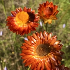 Xerochrysum viscosum (Sticky Everlasting) at Watson, ACT - 6 Dec 2022 by rainer