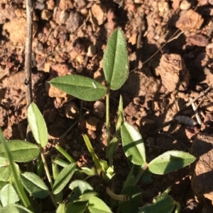 Zornia dyctiocarpa var. dyctiocarpa at Watson, ACT - 7 Dec 2022