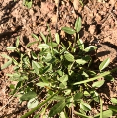 Zornia dyctiocarpa var. dyctiocarpa at Watson, ACT - 7 Dec 2022