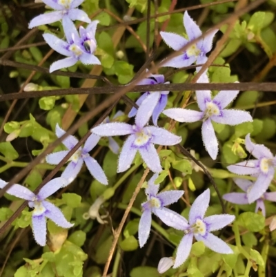 Isotoma fluviatilis subsp. australis (Swamp Isotome) at Watson, ACT - 7 Dec 2022 by rainer