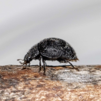 Coccinellidae (family) (Unidentified lady beetle) at Jerrabomberra, NSW - 12 Dec 2022 by MarkT