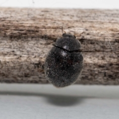 Coccinellidae (family) at Jerrabomberra, NSW - 12 Dec 2022